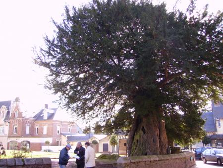 L'ARBRE MILLENAIRE (  L'IF )  D'OFFRANVILLE